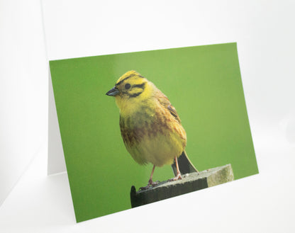 Yellowhammer Greetings Card - South Gloucestershire wildlife photography