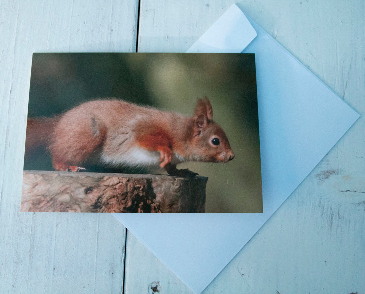 Red Squirrel Greetings Card - Dorset wildlife photography