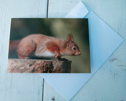Red Squirrel Greetings Card - Dorset wildlife photography