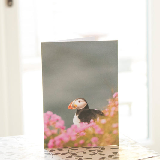 Puffin Sea Pinks Greetings Card - Scotland wildlife photography