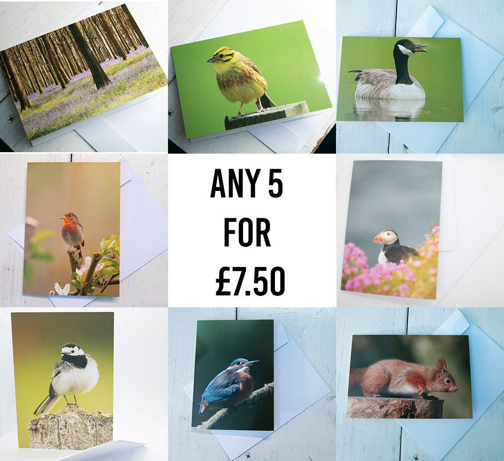 British Birds Greeting Cards Mix and Match Pack