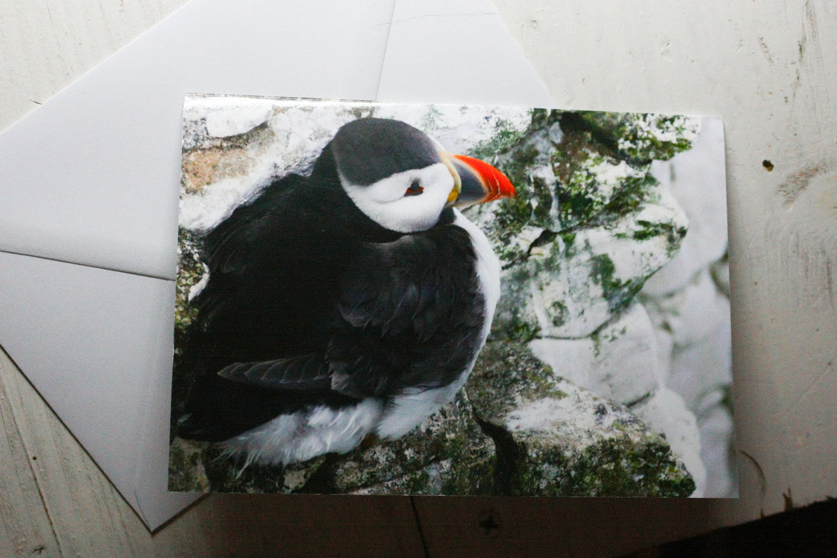 Puffin on Rock Greetings Card - Scotland wildlife photography