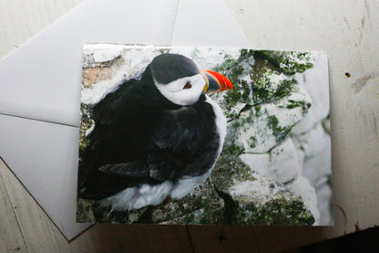 Puffin on Rock Greetings Card - Scotland wildlife photography