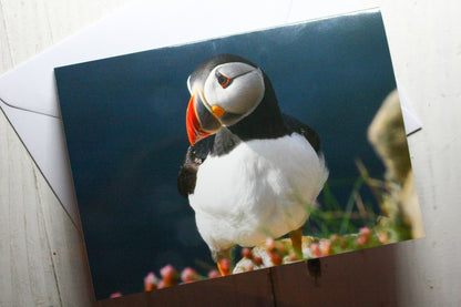 Puffin Greetings Card - Scotland wildlife photography