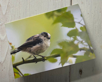 Long-Tailed Tit Greetings Card Horizontal - Bristol wildlife photography