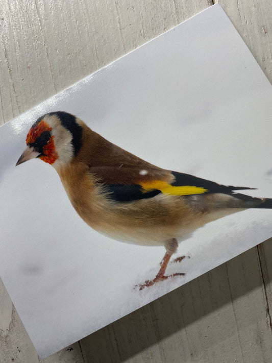Goldfinch in the Snow Greetings Card - Swindon wildlife photography