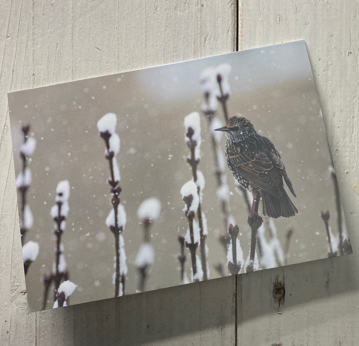 Starling Greetings Card - Swindon wildlife photography