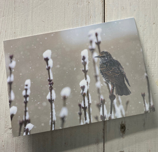 Starling Greetings Card - Swindon wildlife photography