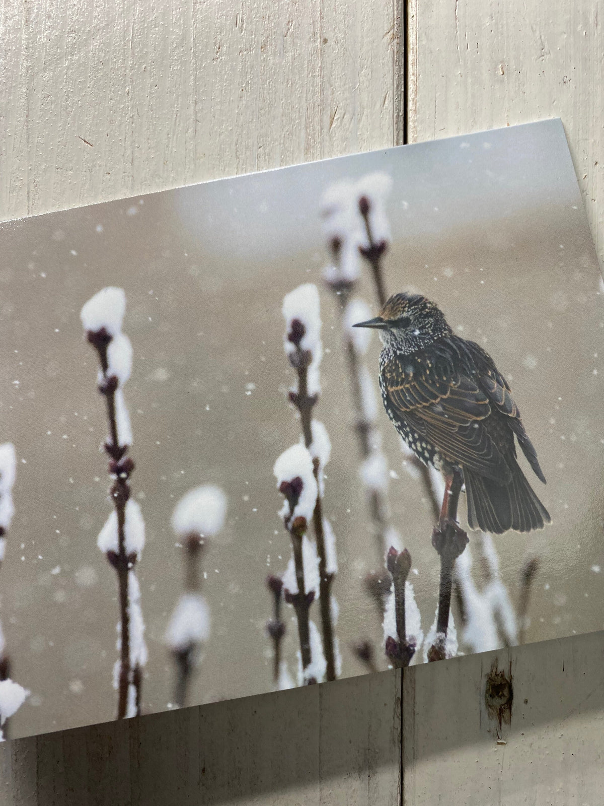 Starling Greetings Card - Swindon wildlife photography