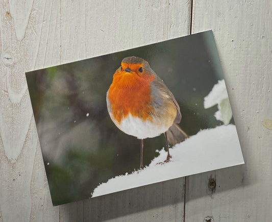 Robin in the Snow Greetings Card - Swindon wildlife photography