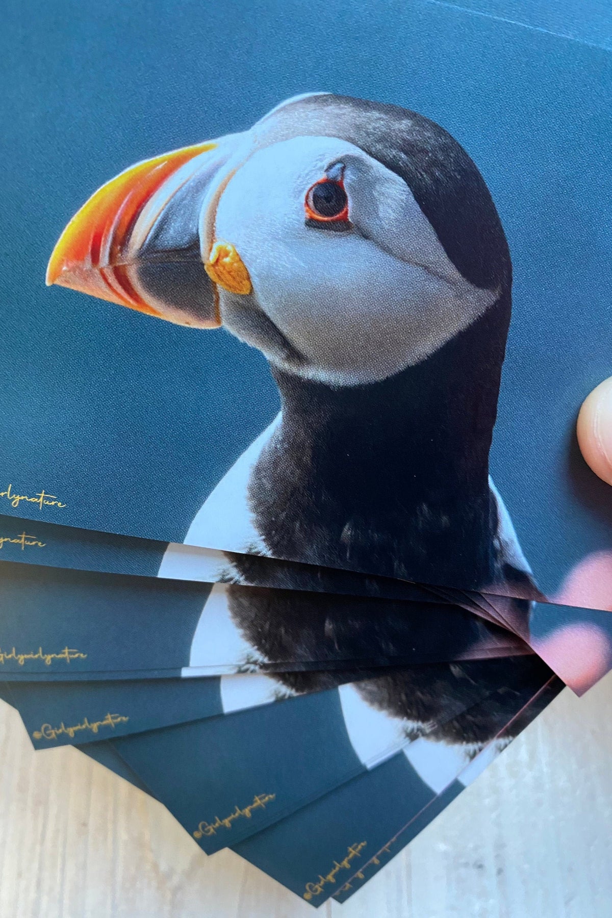 Puffin Cliff Edge Sticker - UK wildlife photography