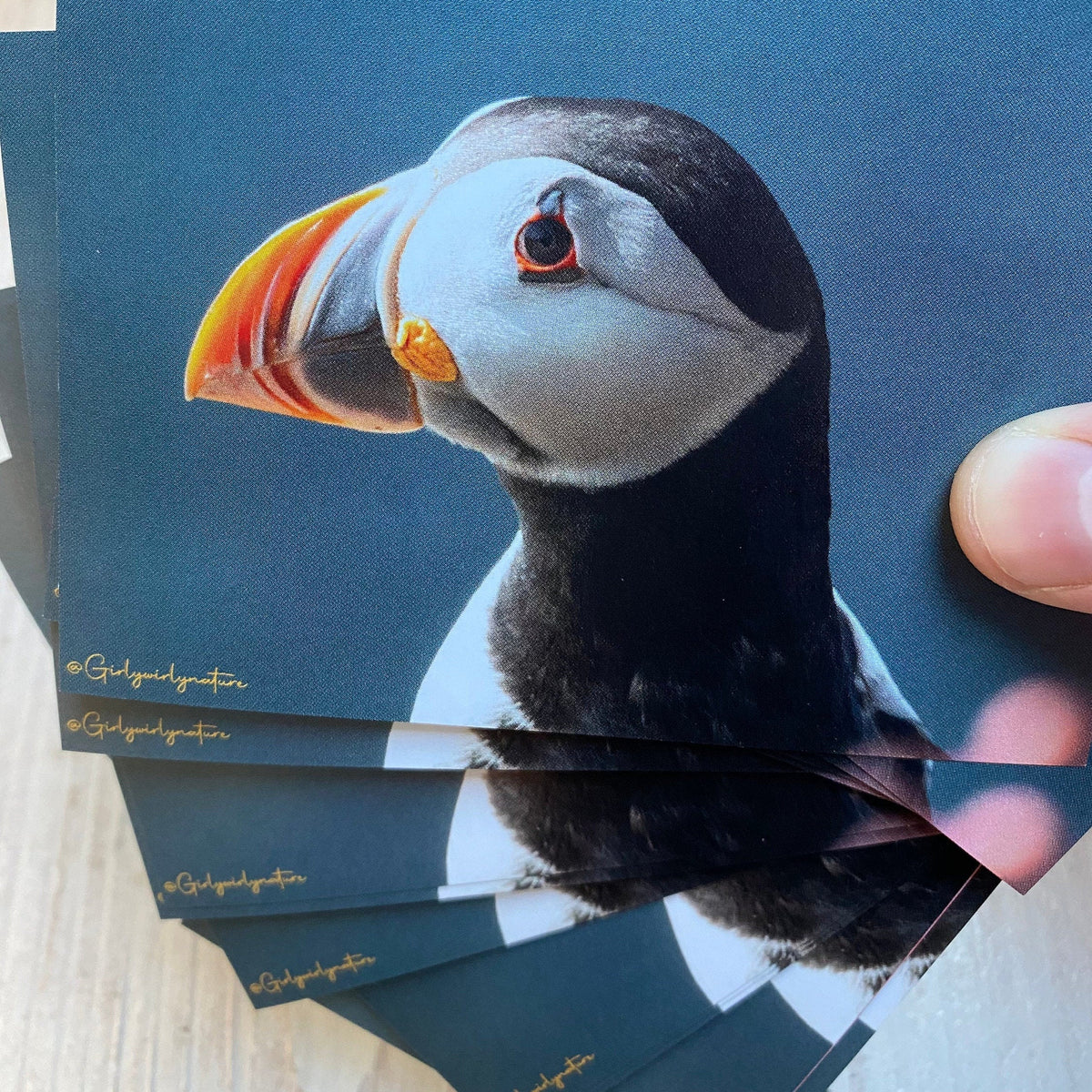 Puffin Cliff Edge Sticker - UK wildlife photography