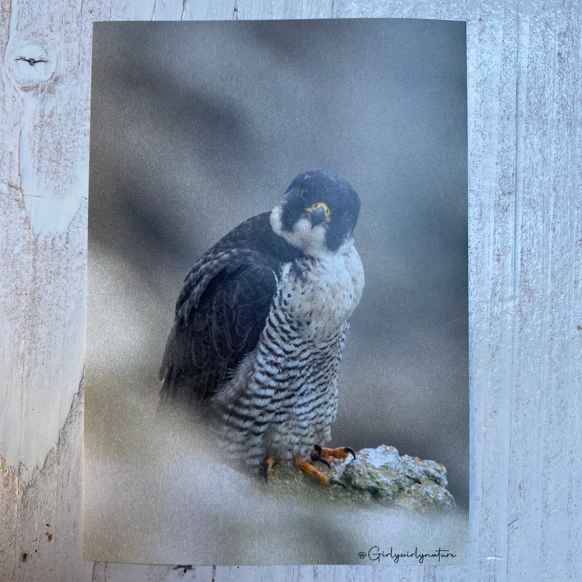 Peregrine Falcon Sticker - bird of prey UK wildlife photography