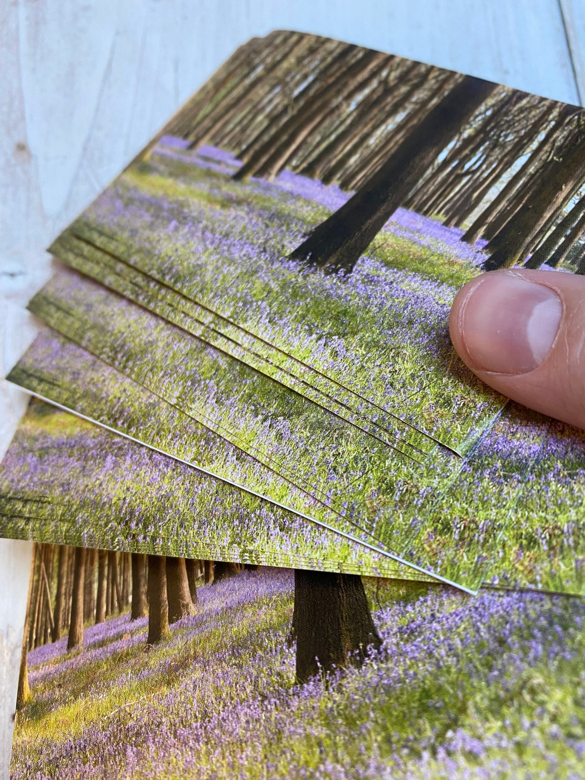 Bluebell Sticker - UK wildflower photography