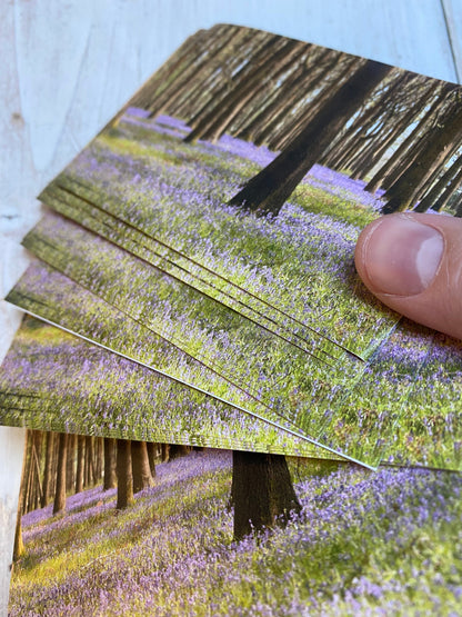 Bluebell Sticker - UK wildflower photography