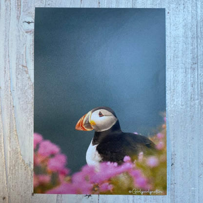 Puffin Sea Pinks Sticker - UK wildlife photography