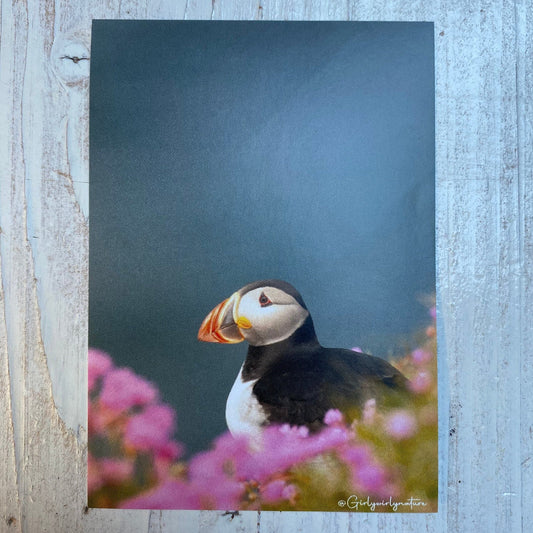Puffin Sea Pinks Sticker - UK wildlife photography
