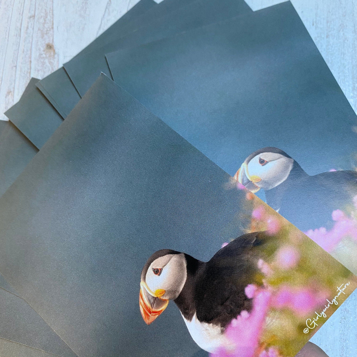 Puffin Sea Pinks Sticker - UK wildlife photography