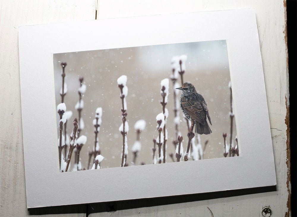 Starling in Snow Mounted Photo Print - Swindon wildlife photography