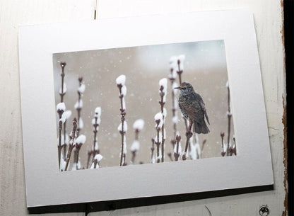 Starling in Snow Mounted Photo Print - Swindon wildlife photography