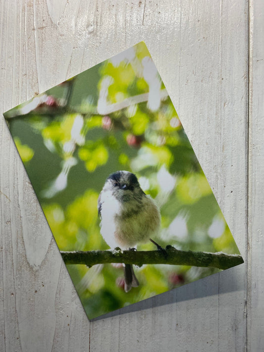 Long-Tailed Tit Greetings Card Vertical - Bristol wildlife photography