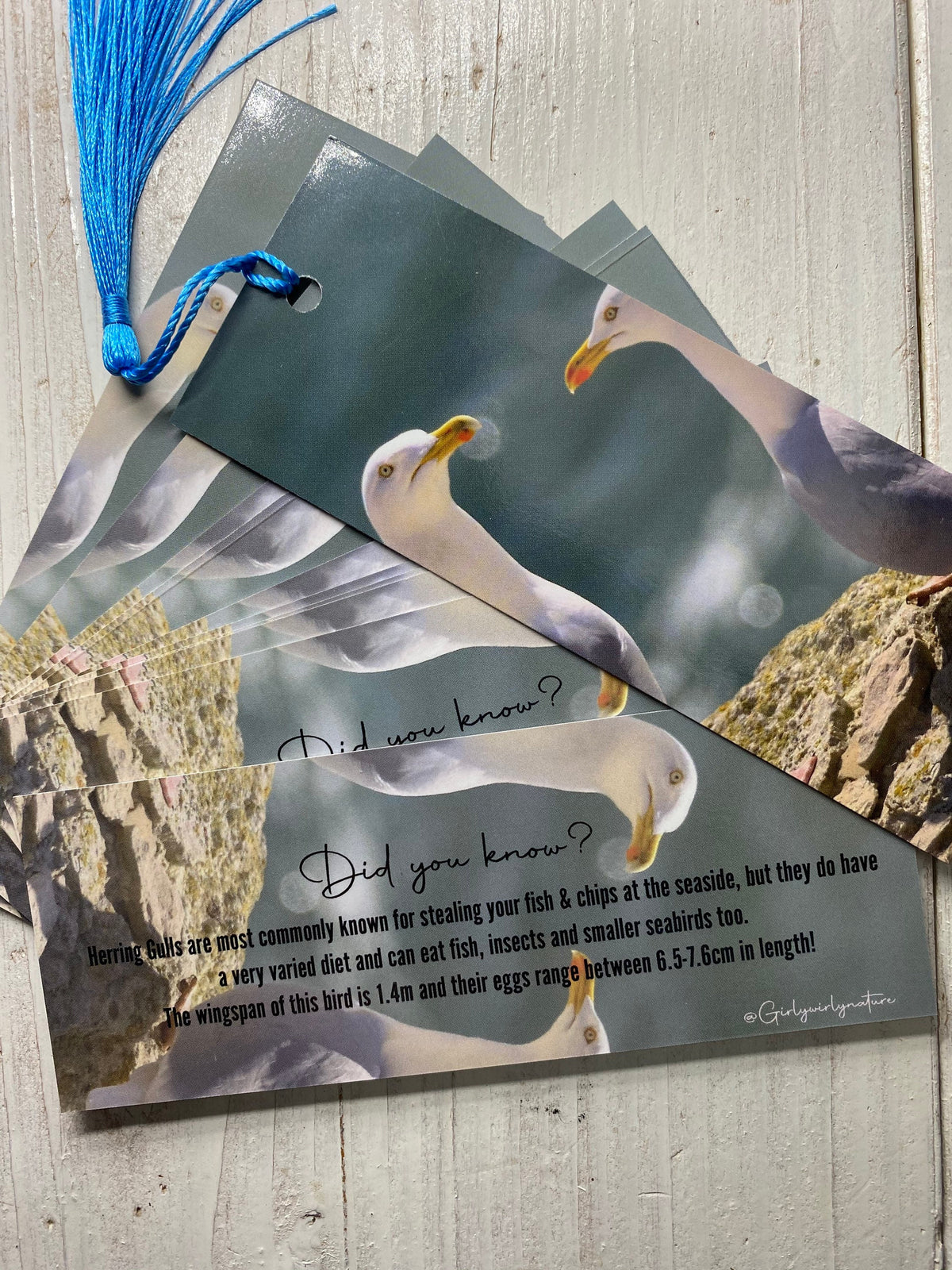Herring Gull Bookmark - Devon coastal wildlife photography