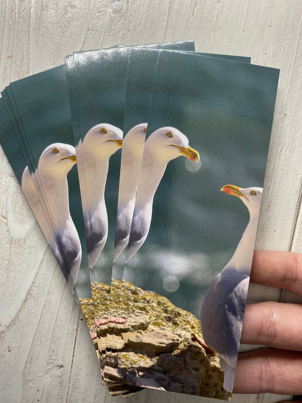 Herring Gull Bookmark - Devon coastal wildlife photography