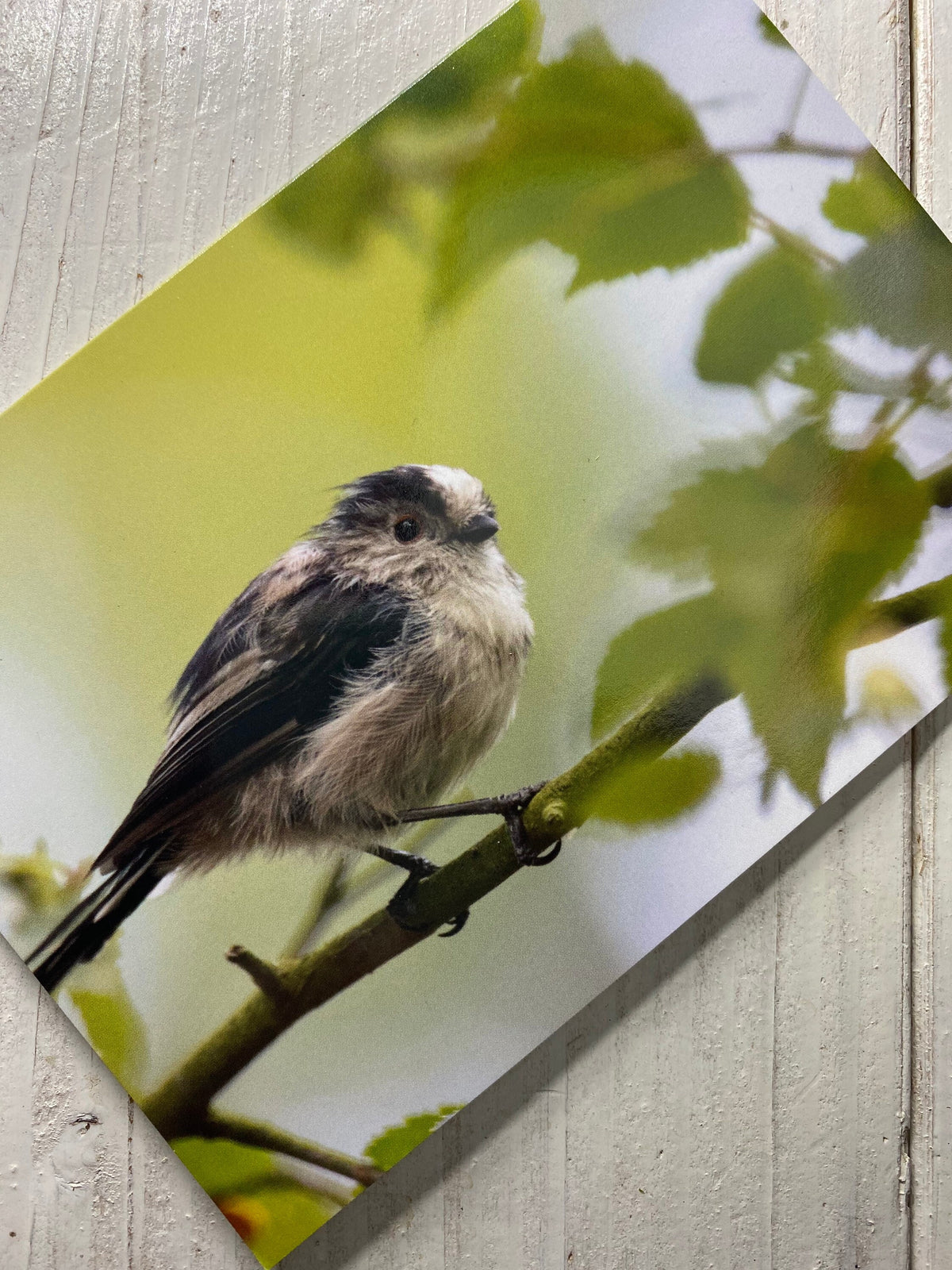 Long-Tailed Tit Greetings Card Horizontal - Bristol wildlife photography