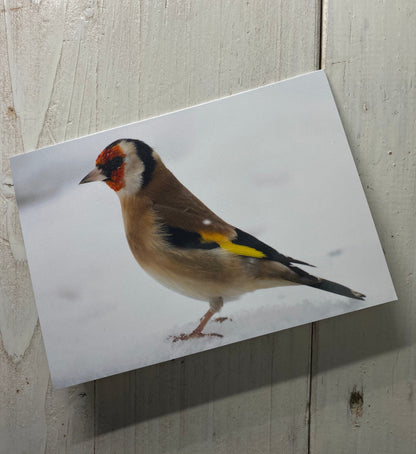 Goldfinch Greetings Card - Swindon wildlife photography