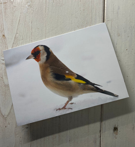 Goldfinch Greetings Card - Swindon wildlife photography