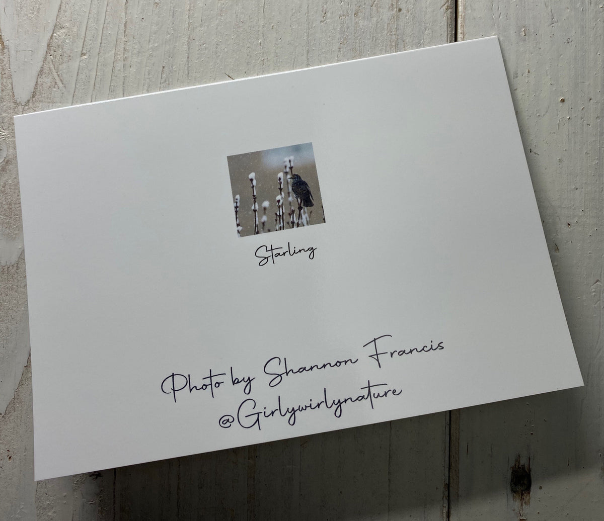 Starling Greetings Card - Swindon wildlife photography