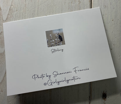 Starling Greetings Card - Swindon wildlife photography
