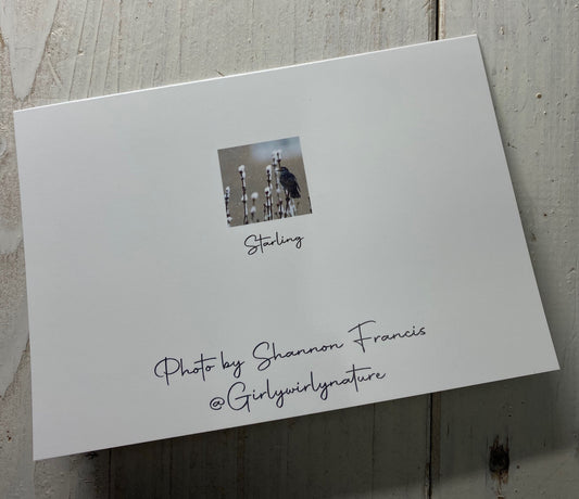 Starling Greetings Card - Swindon wildlife photography