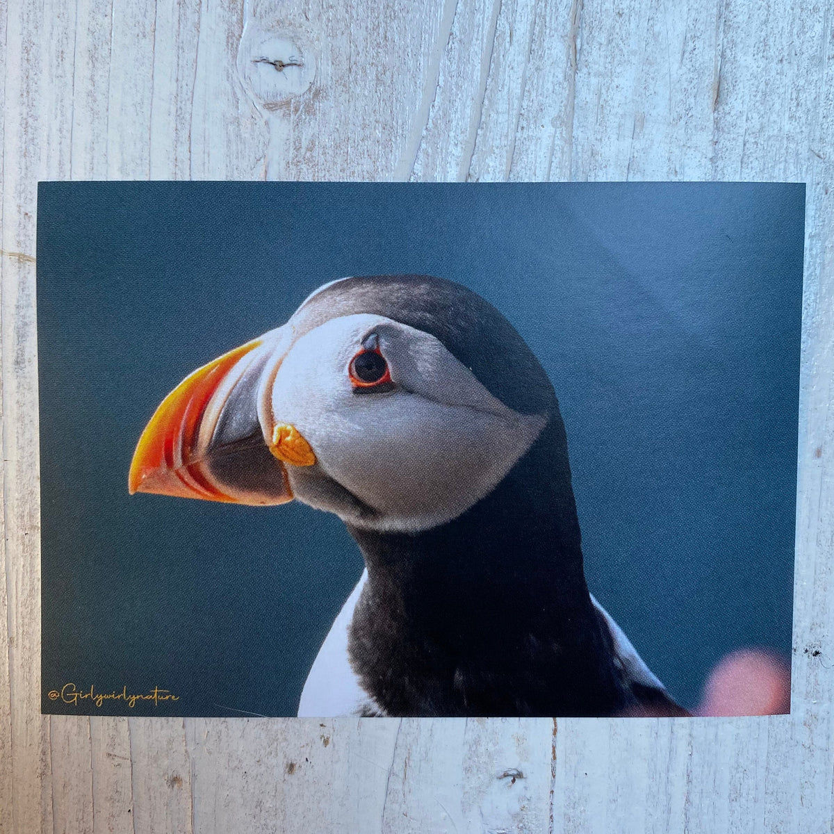 Puffin Cliff Edge Sticker - UK wildlife photography