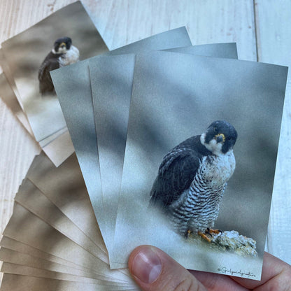 Peregrine Falcon Sticker - bird of prey UK wildlife photography