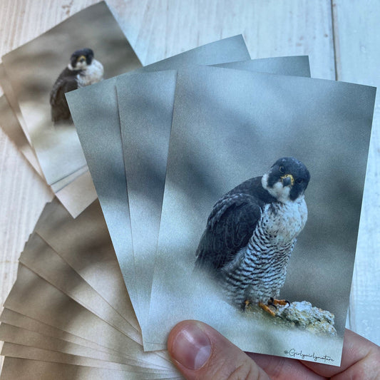 Peregrine Falcon Sticker - bird of prey UK wildlife photography