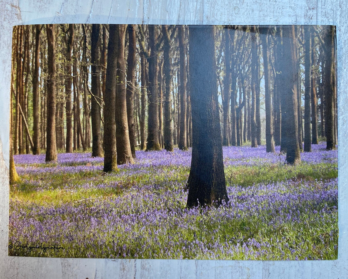 Bluebell Sticker - UK wildflower photography