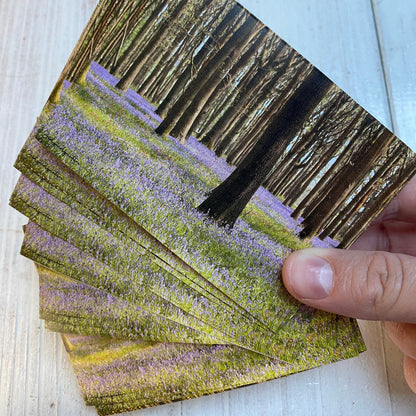 Bluebell Sticker - UK wildflower photography