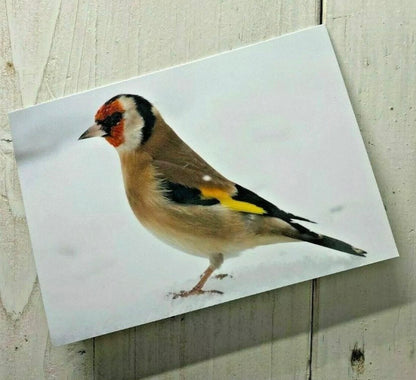 British Wildlife Christmas Cards 3 Pack - Robin, Goldfinch and Starling