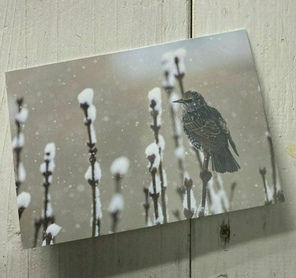 British Wildlife Christmas Cards 3 Pack - Robin, Goldfinch and Starling