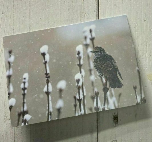 British Wildlife Christmas Cards 3 Pack - Robin, Goldfinch and Starling