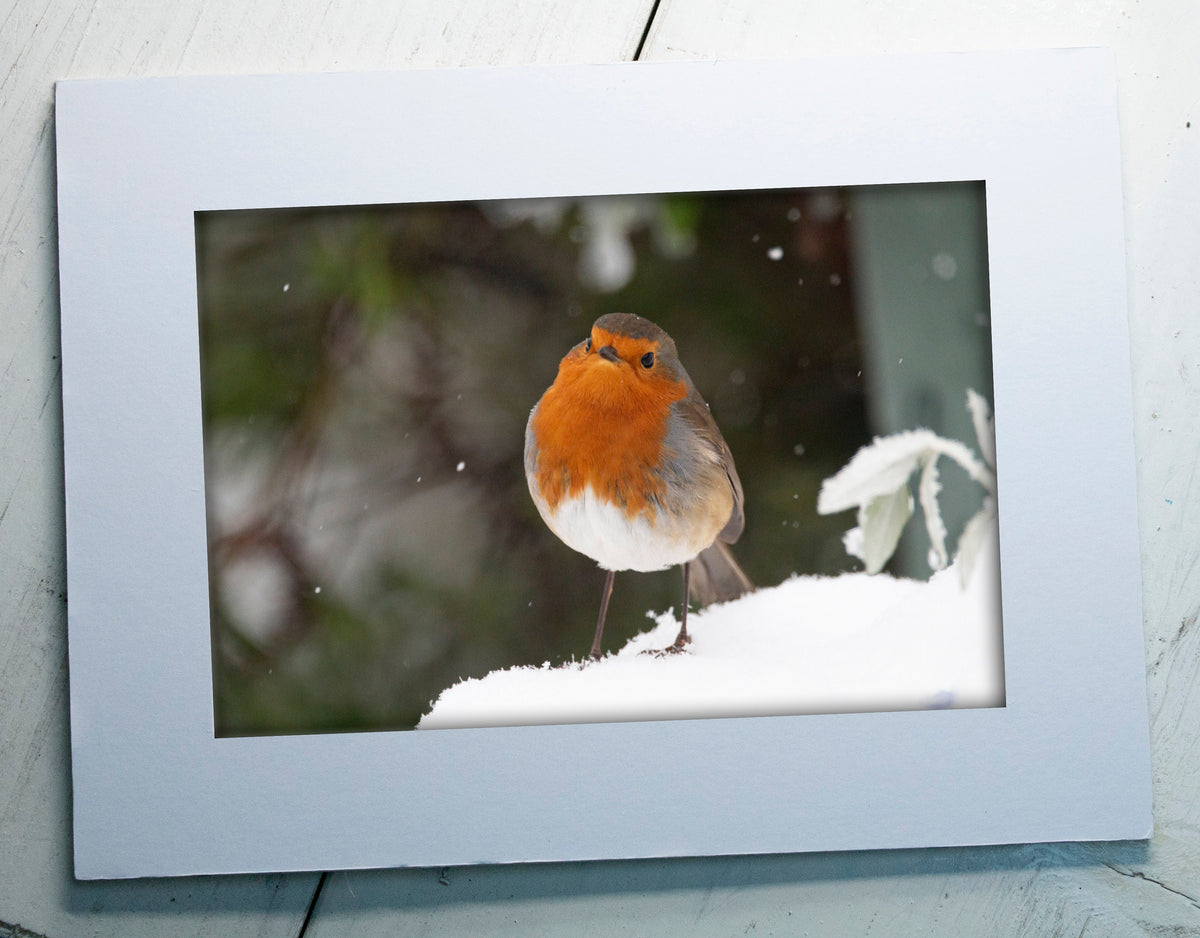 Robin in Snow Mounted Photo Print - Swindon wildlife photography