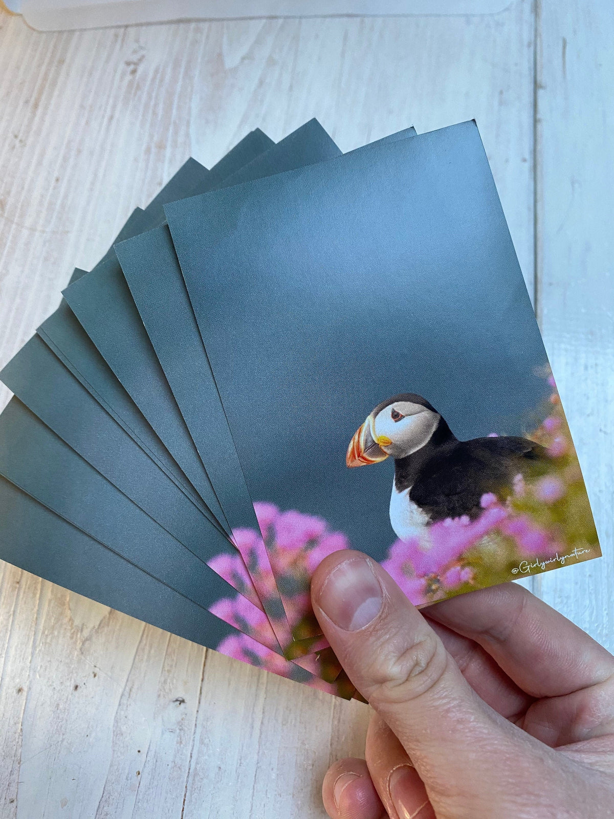 Puffin Sea Pinks Sticker - UK wildlife photography