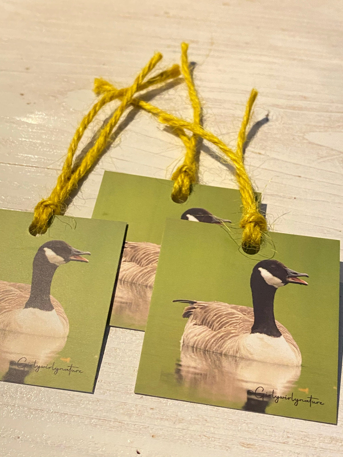 Canada Goose Gift Tags - UK wildlife photography