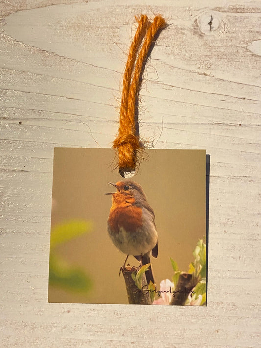 Robin Gift Tags - British wildlife photography