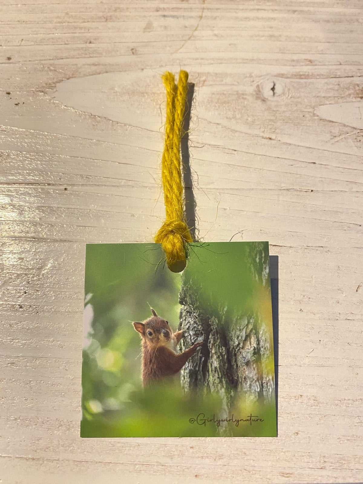 Red Squirrel Gift Tags - Brownsea Island wildlife photography