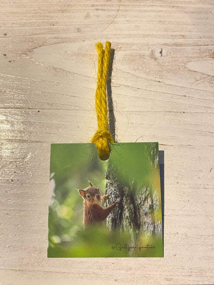 Red Squirrel Gift Tags - Brownsea Island wildlife photography