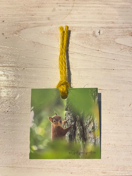Red Squirrel Gift Tags - Brownsea Island wildlife photography