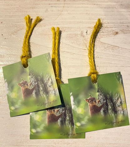 Red Squirrel Gift Tags - Brownsea Island wildlife photography