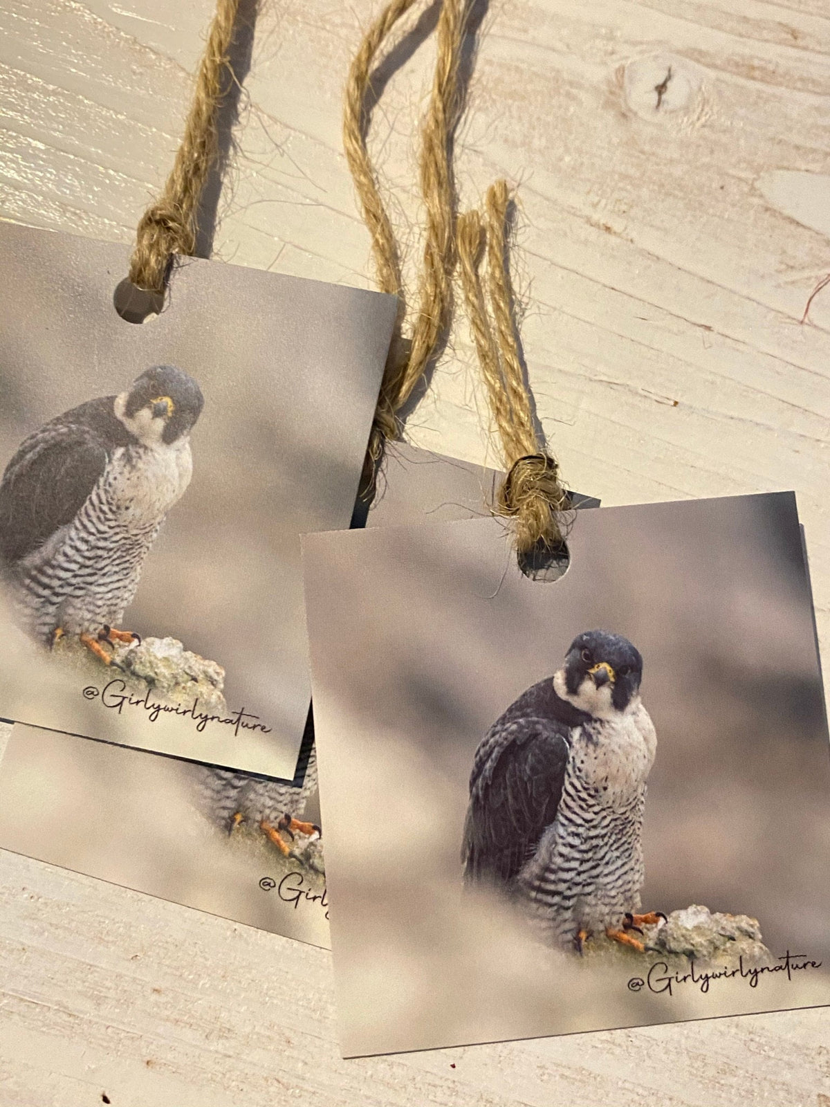 Peregrine Falcon Gift Tags - bird of prey wildlife photography